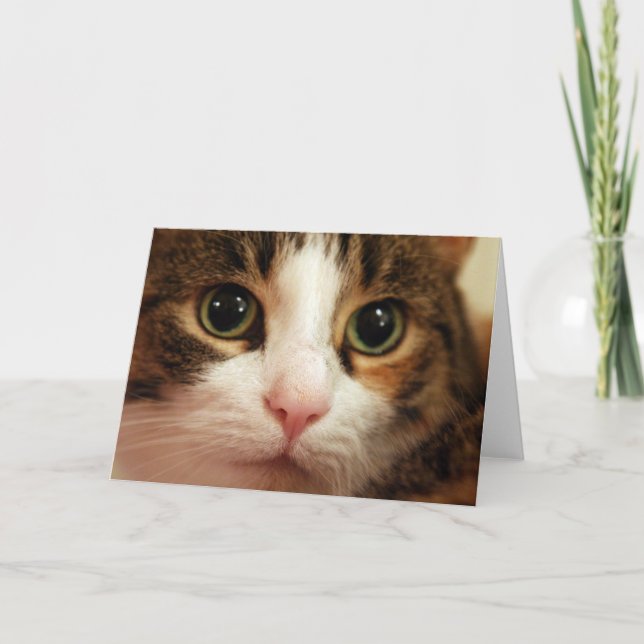 Katzen-Gruß-Karte Karte (Vorderseite)