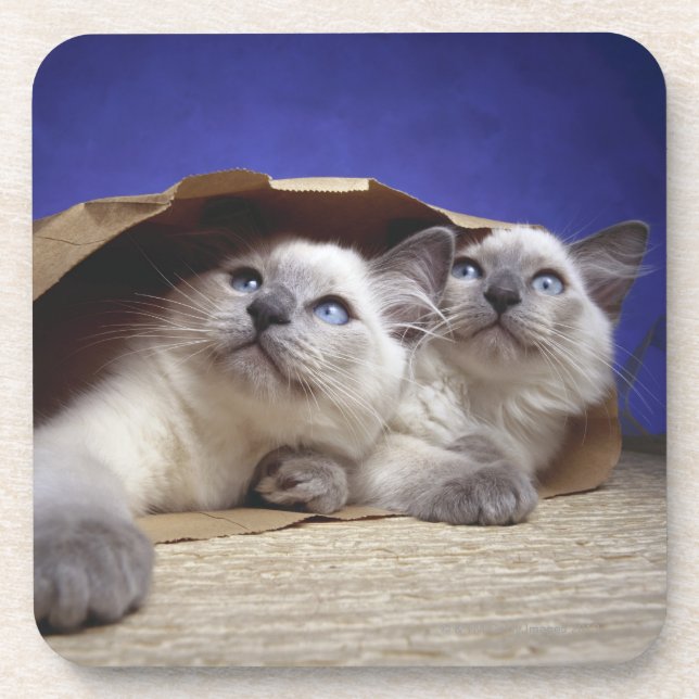 Katzen in der Papiertüte Getränkeuntersetzer (Vorderseite)