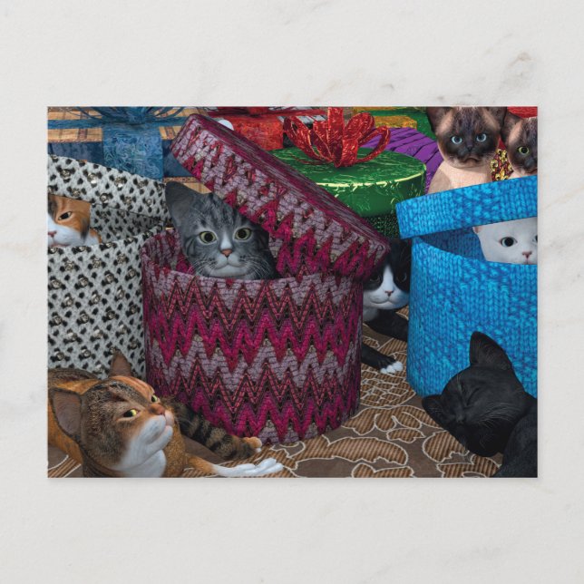 Katzen in Kisten Postkarte (Vorderseite)