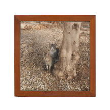 KATZEN IN WOODLAND