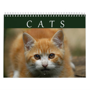 Katzen-Kalender 2016 Kalender