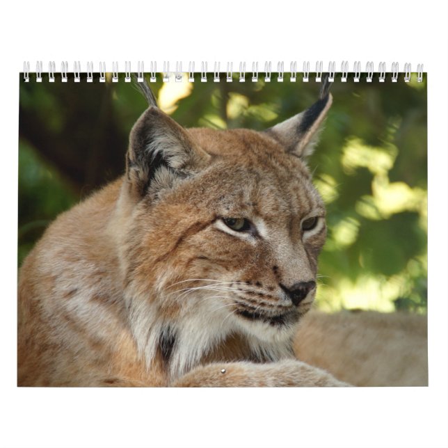 Katzen-Kalender Kalender (Titelbild)