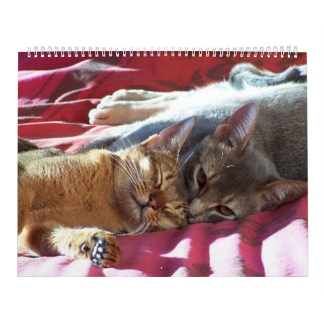Katzen-Kalender Kalender (Titelbild)