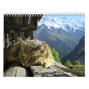 Katzen-Kalender Kalender