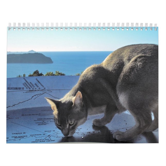 Katzen-Kalender Kalender (Titelbild)