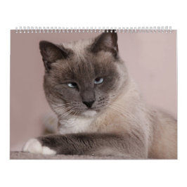 Katzen-Kalender Kalender