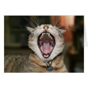Katzen-Karten