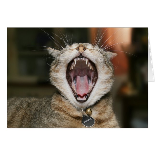 Katzen-Karten (Vorderseite (Horizontal))