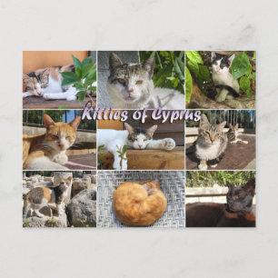 Katzen Kätzchen auf Zypern Postkarte