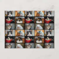 Katzen Katzen Katzen