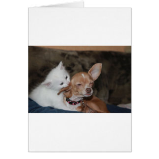Katzen lecken Hund