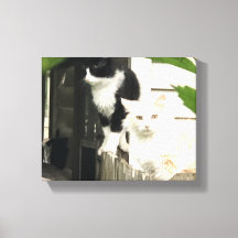 Katzen