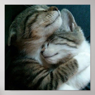 Katzen-Liebe Poster