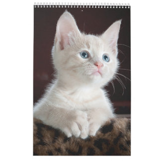 Katzen lieben Kalender