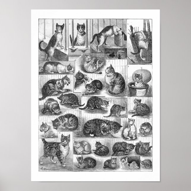 Katzen, Louis Wain Poster (Vorne)