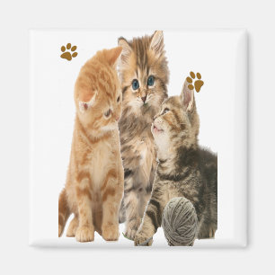 Katzen Magnet