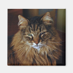 Katzen-Magnet Magnet