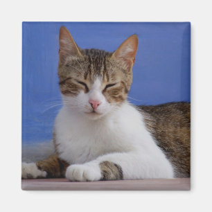 Katzen-Magneten Magnet
