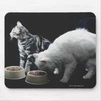 Katzen mit Schüssel zum Essen