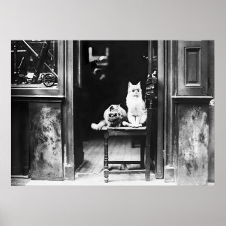 Katzen mit Sonnenbrille, Vintag Schwarz und Weiß Poster
