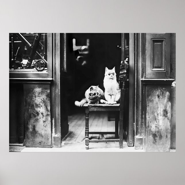 Katzen mit Sonnenbrille, Vintag Schwarz und Weiß Poster (Vorne)