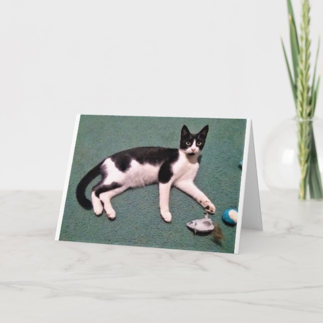 Katzen-Mitteilungskarten Karte (Vorderseite)