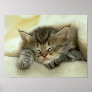Katzen-Nickerchen-Druck Poster