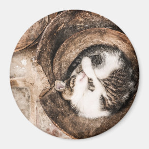 Katzen-Nickerchen Magnet
