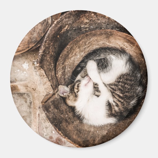 Katzen-Nickerchen Magnet (Vorne)