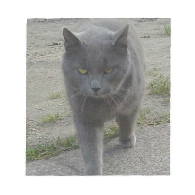 Katzen Notizblock (Vorderseite)