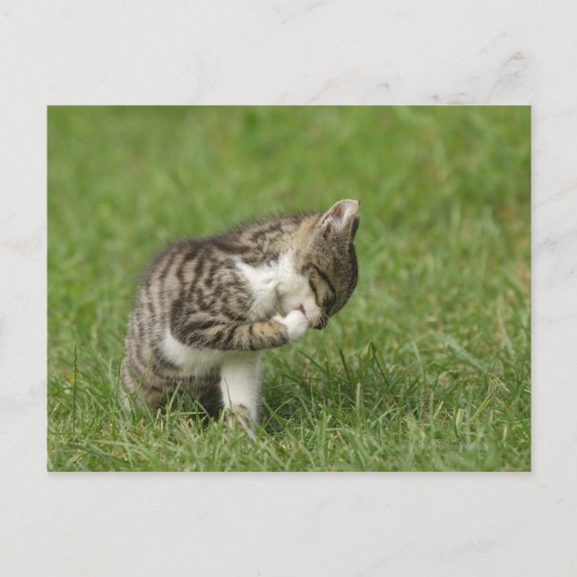 Katzen-Portrait Postkarte (Vorderseite)