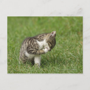 Katzen-Portrait Postkarte