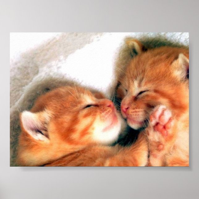 Katzen Poster (Vorne)