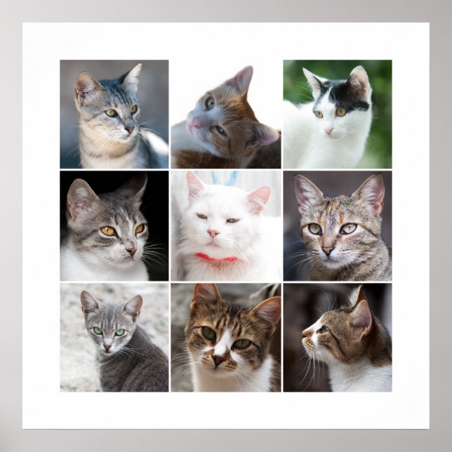 KATZEN POSTER (Vorne)
