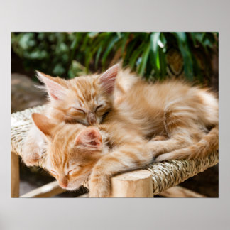 Katzen Poster