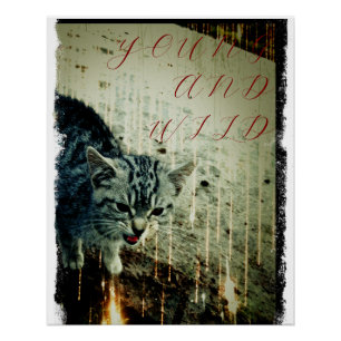Katzen Poster - Young and Wild