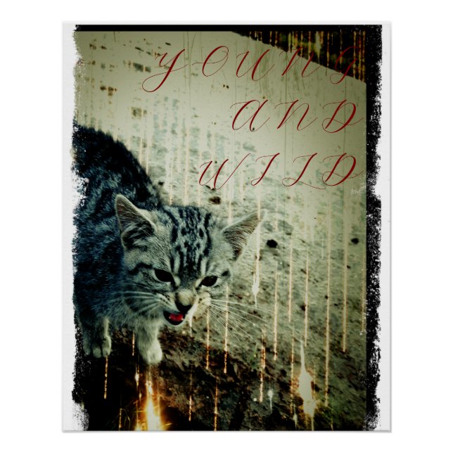 Katzen Poster - Young and Wild (Vorderseite)