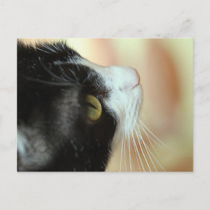 Katzen Postkarte