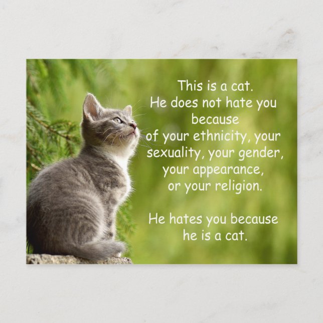Katzen Postkarte (Vorderseite)