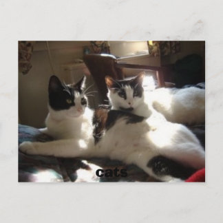 Katzen Postkarte