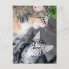 Katzen Postkarte