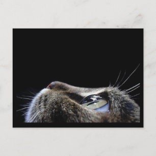 Katzen-Profil-Postkarte Postkarte