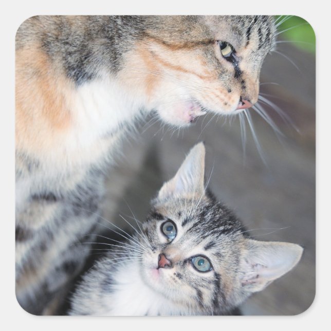 Katzen Quadratischer Aufkleber (Vorderseite)