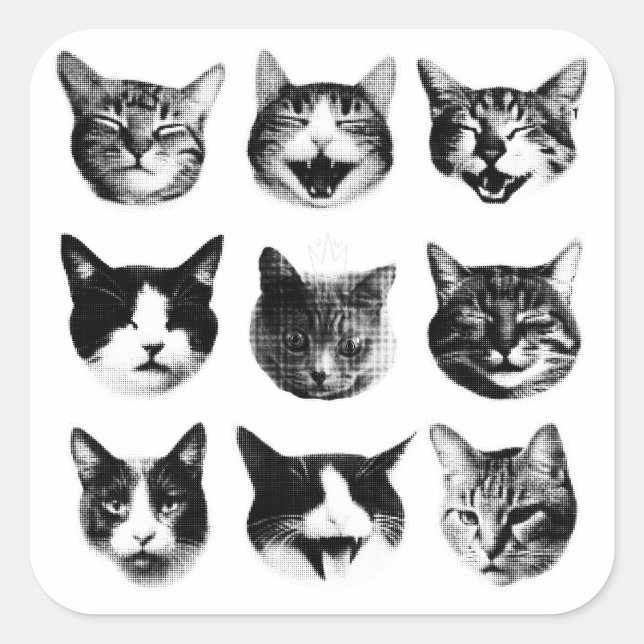 Katzen Quadratischer Aufkleber (Vorderseite)