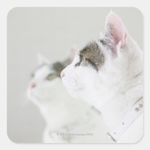Katzen Quadratischer Aufkleber