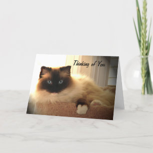 Katzen Ragdoll Ragdolls Kitty Card Karte