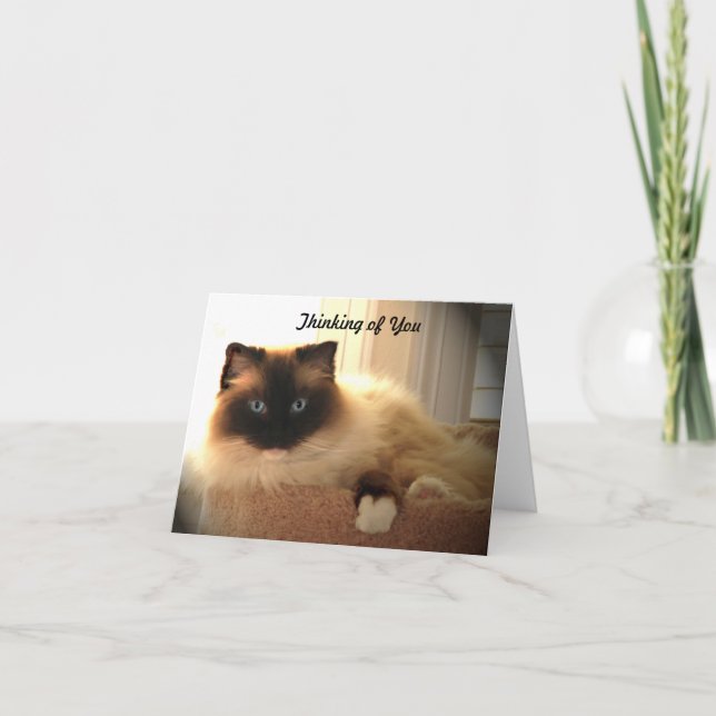 Katzen Ragdoll Ragdolls Kitty Notecard Karte (Vorderseite)