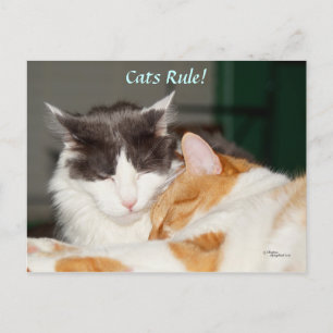 Katzen Regel Niedliche Postkarte