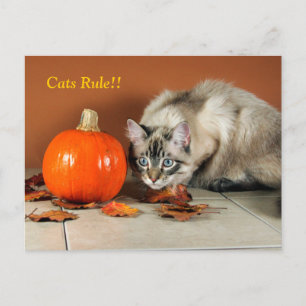 Katzen regieren siamesische Postkarte