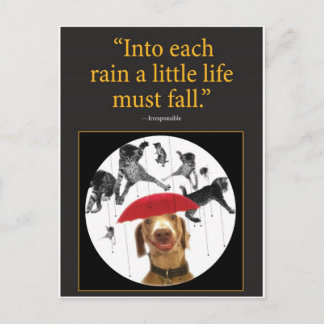 Katzen regnen! postkarte